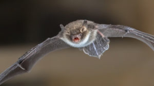 Bat Removal Houston TX