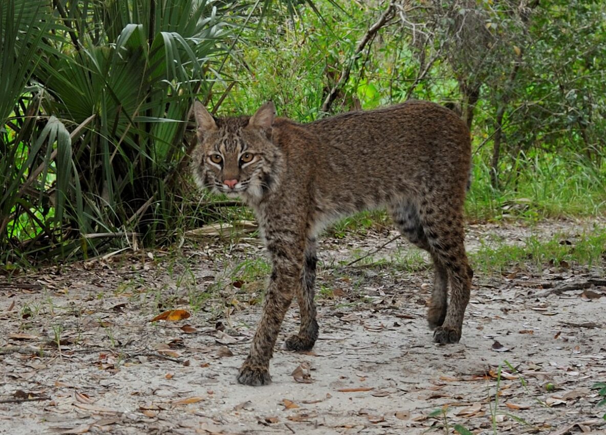are-bobcats-dangerous-wildlife-pros
