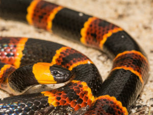 coral snake removal