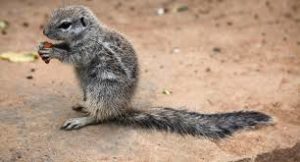 squirrel removal, ground squirrel, wildlife control