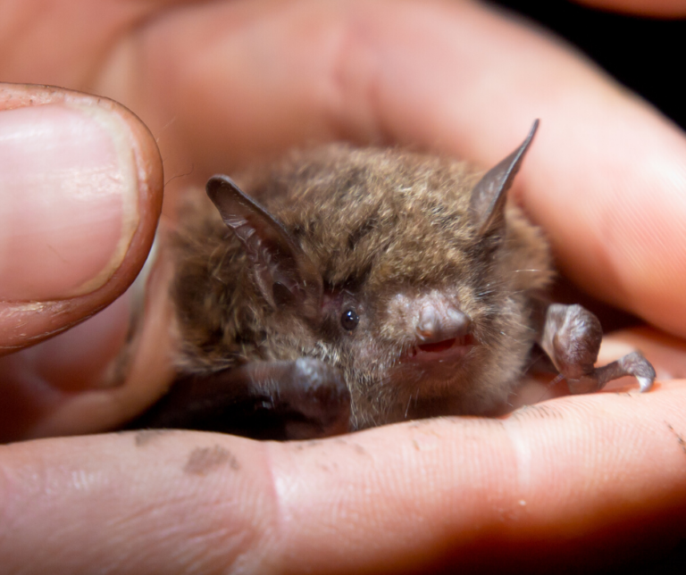 What to do When You Have Bats in Your Attic? Wildlife Pros