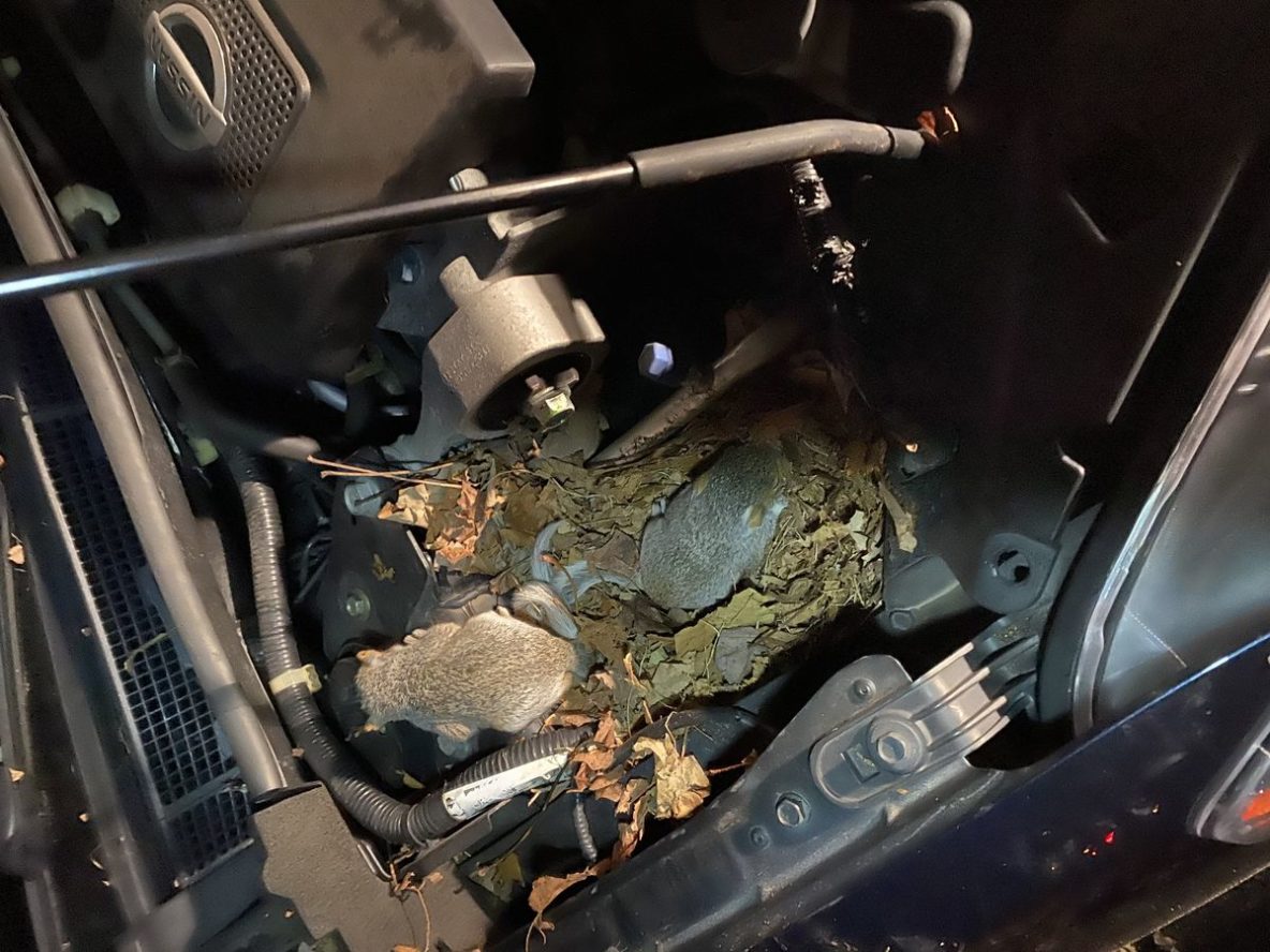 How to Protect Your Car from Mice Damage Xceptional Wildlife Removal