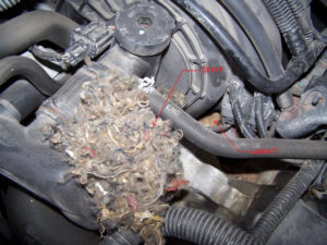 mice in car engine