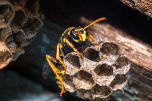 Asian hornet removal service