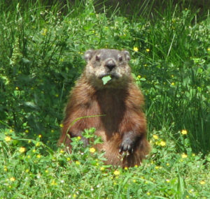 wildlife removal, animal control Philadelphia