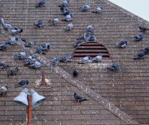 pigeon damage, pigeon removal services