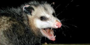 possum, wildlife removal services