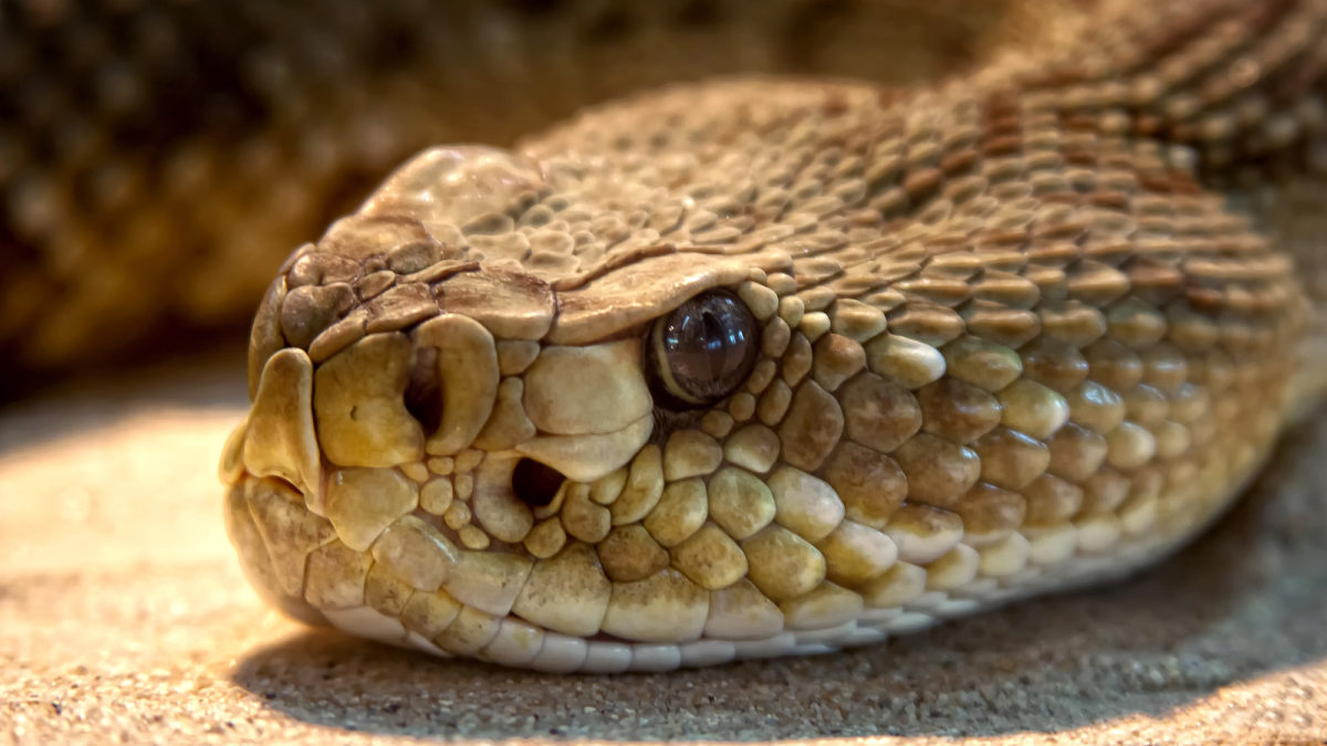 rattlesnake, snake removal