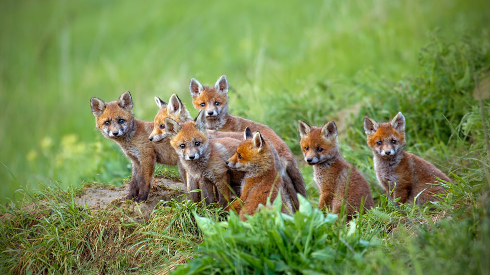 fox removal, animal wildlife control