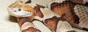 get rid of snakes in yard