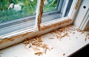squirrel damage to home interior