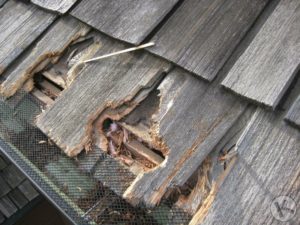 squirrel damage, home repairs, wildlife damage repair