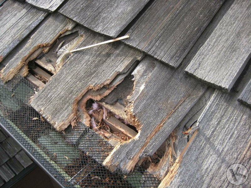 squirrel damage, home repairs, wildlife damage repair