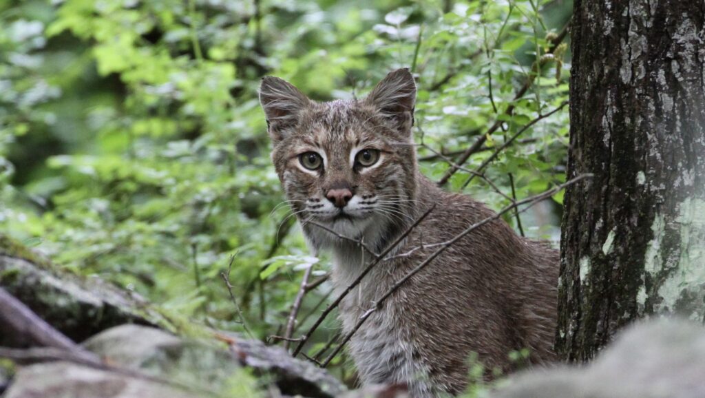 bobcat removal