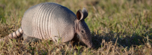 Wildlife removal in Fort Worth TX