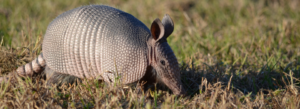 Armadillo Trapping