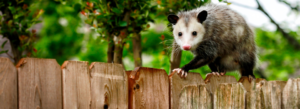 wildlife removal Waco TX