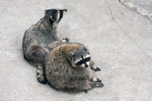 raccoon removal services