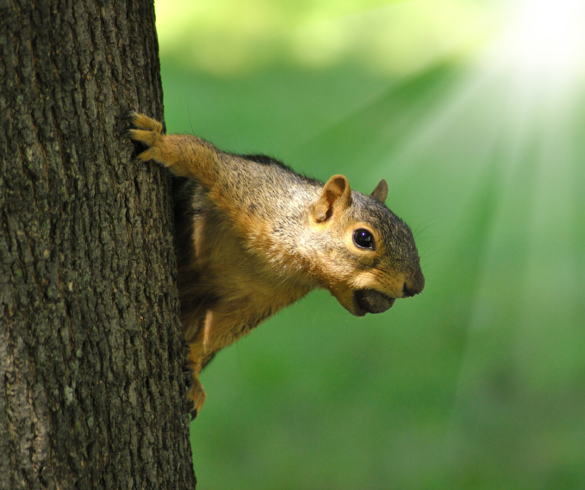 Get Rid of Squirrels in Attic Wildlife Pros