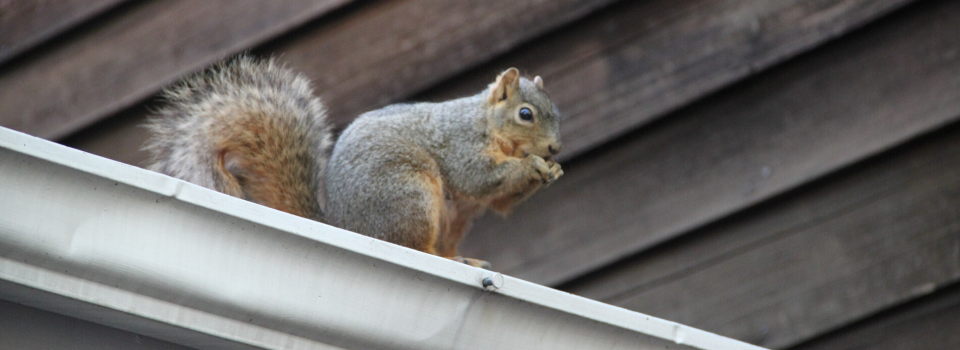 squirrels in the attic