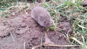 get rid of voles