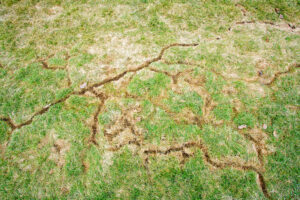 vole damage to yard