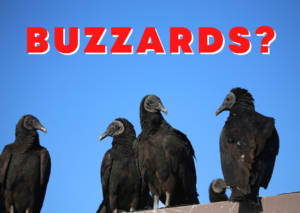 buzzard control, buzzard removal