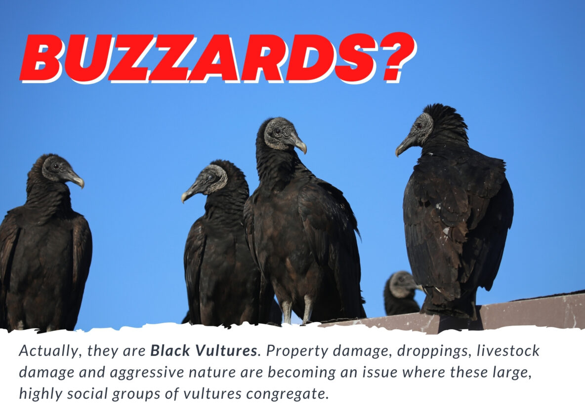 Vulture Buzzard Control and Removal - Xceptional Wildlife Removal