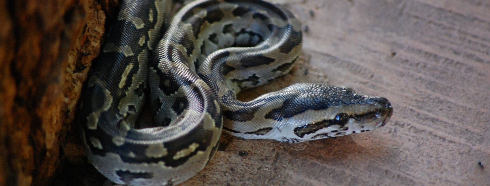 python snake removal in Florida