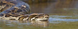 python snake removal in Florida