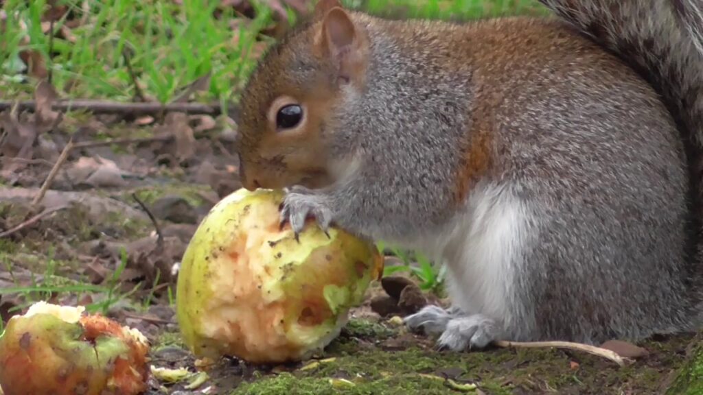 Overabundance of Squirrels