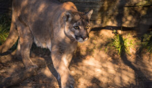 Dangerous wildlife around your home