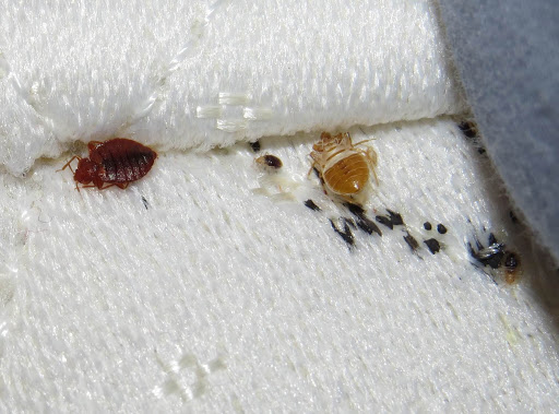 bed bug signs, bed bug removal, VA