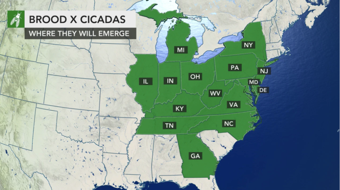 The Cicada Invasion of 2021 What you Need to Know Xceptional