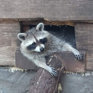 remove raccoons from attic