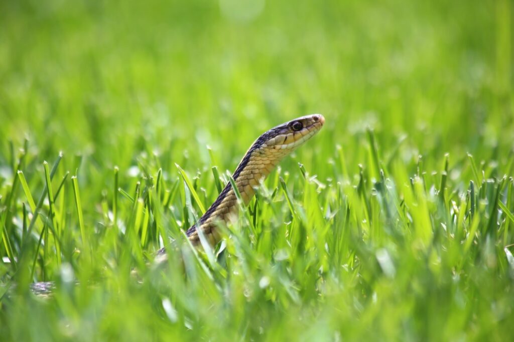 What to Do If you See a Snake in Your yard or Garden