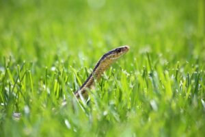 snake removal, garden snakes, snake removal near me