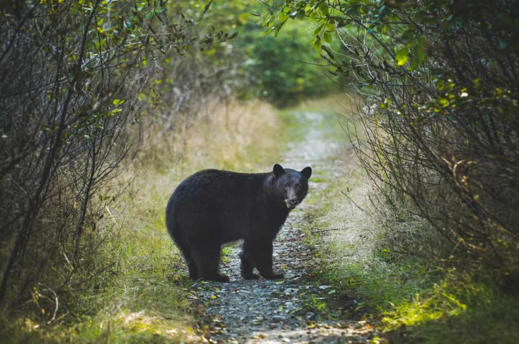 How to avoid Deadly Wild Animals near your home