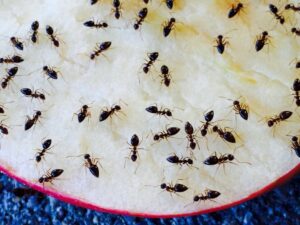 ant control tips, keep ants away