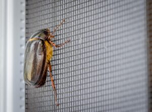 June bug control, june bugs