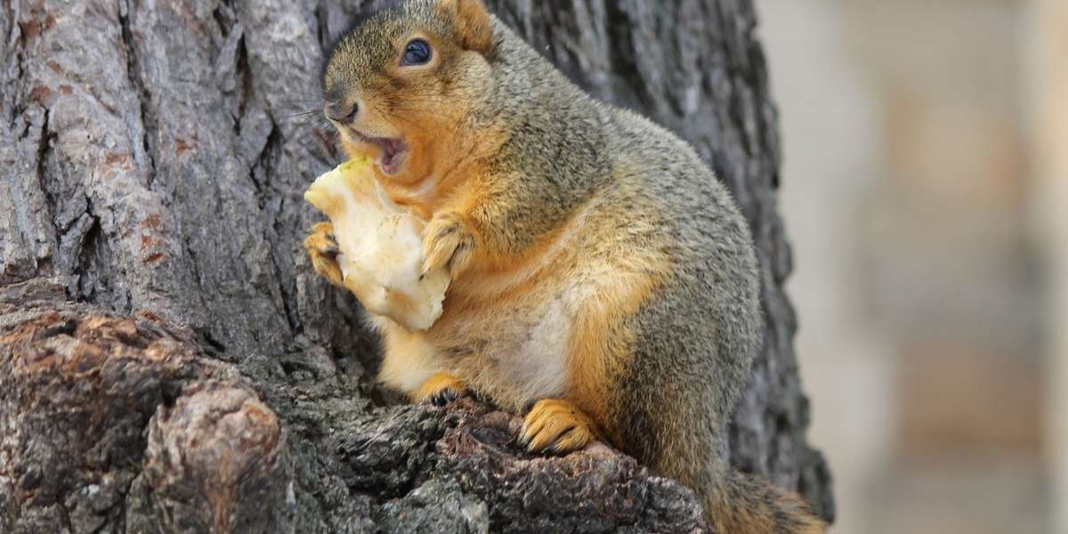 Squirrels Eat Cicadas, and Everything Else - Xceptional Wildlife Removal