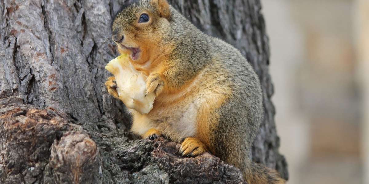 squirrel removal