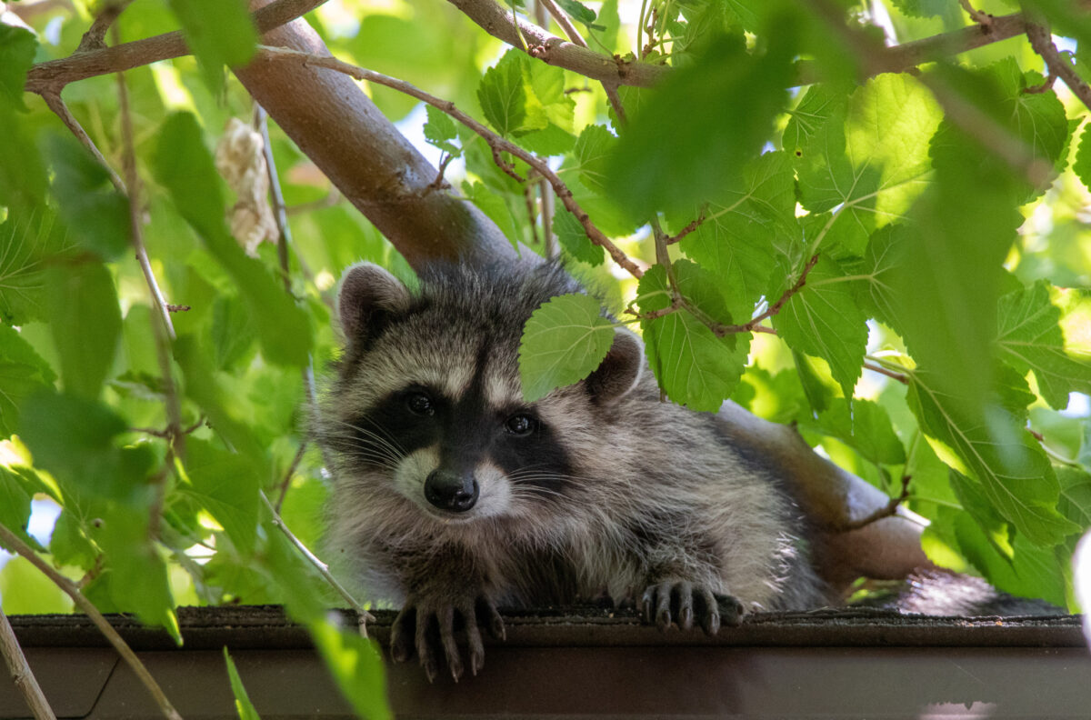 raccoon removal