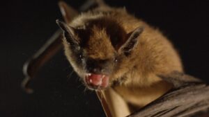 bats in attic