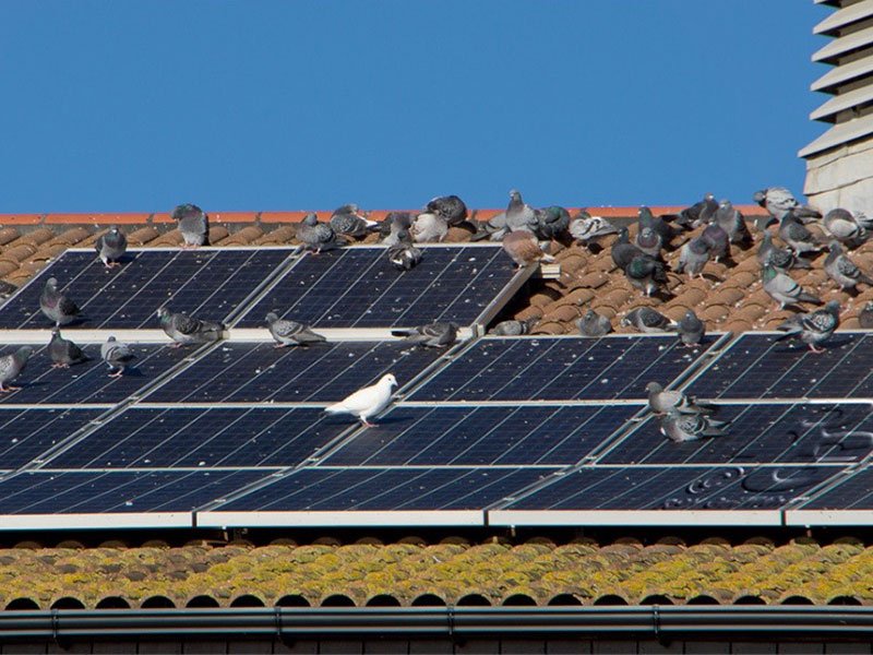 pigeon bird removal solar panels