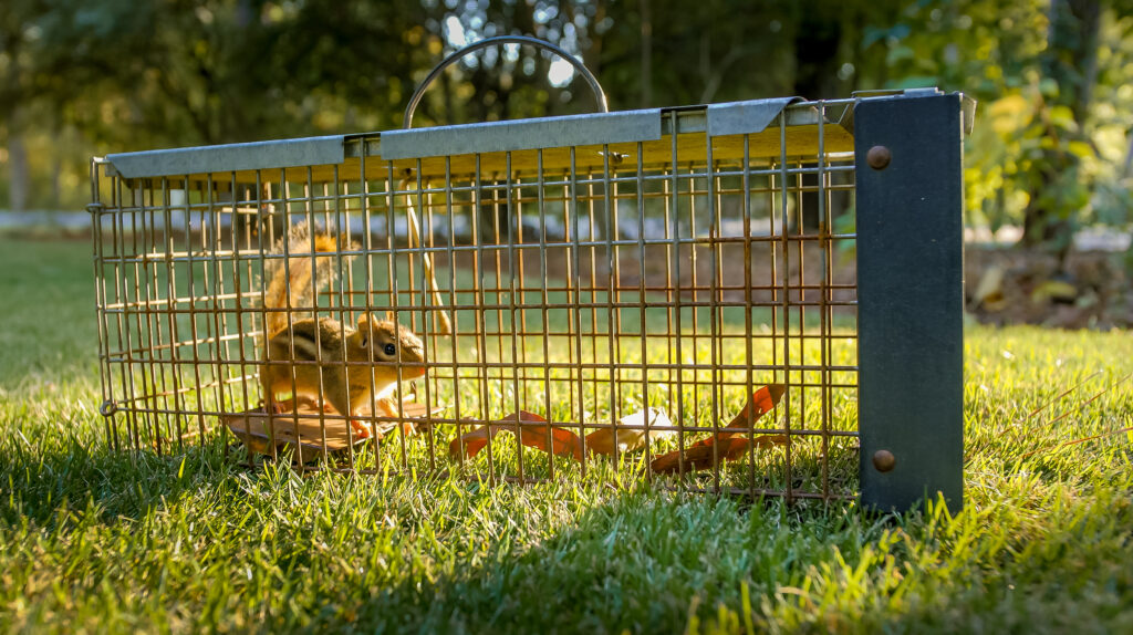 Squirrel removal, wildlife removal near me