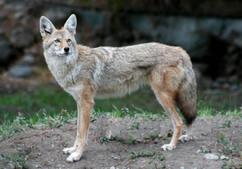 get rid of coyotes, coyote removal, coyote trapping services