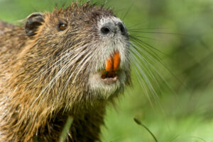 nutria removal