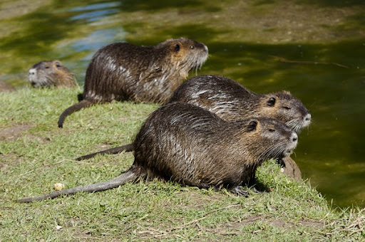 nutria removal