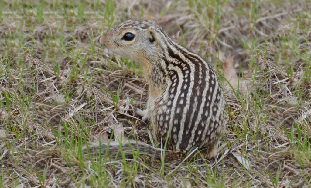 Get rid of ground squirrels